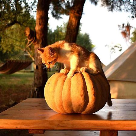 Glamping At A Lovely Tent In Skiaxtro- Marathopoli Villa Ngoại thất bức ảnh