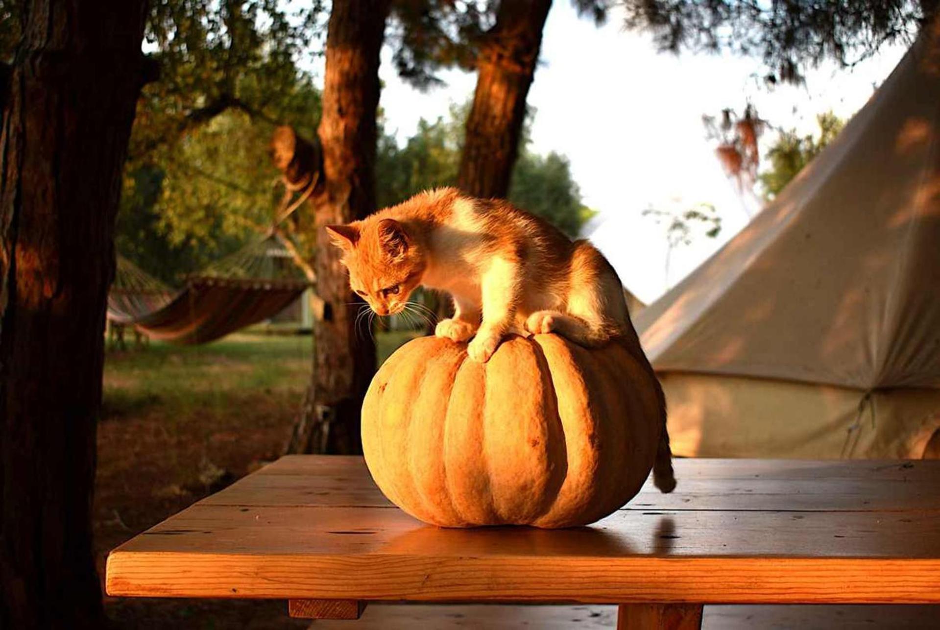 Glamping At A Lovely Tent In Skiaxtro- Marathopoli Villa Ngoại thất bức ảnh